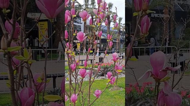 СОЧИ. Улица Навагинская. Магнолия Суланжа. смотреть онлайн