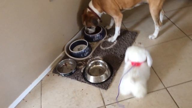 My dog shares her food with an rc dog смотреть онлайн