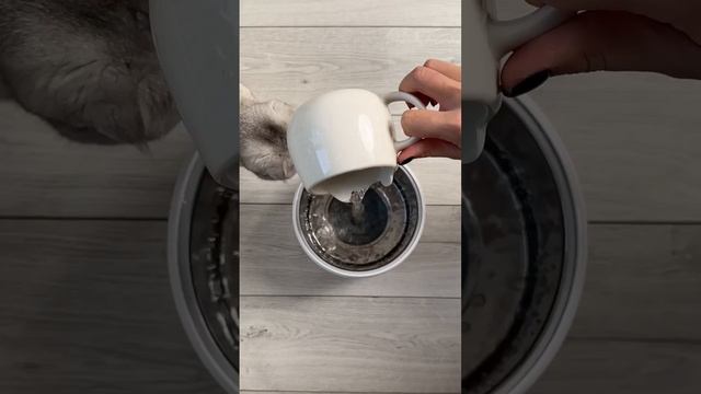Do your pets drink water from the 🚽? смотреть онлайн