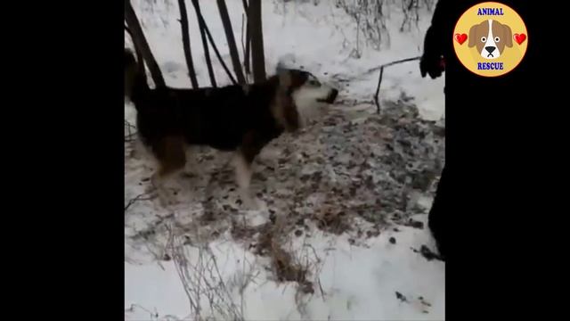 He Was Sad, Lonely, Waiting For His Owner In The Cold Snow смотреть онлайн