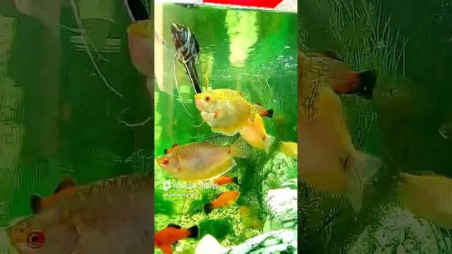 1 июня 2024 г..mp4 смотреть онлайн