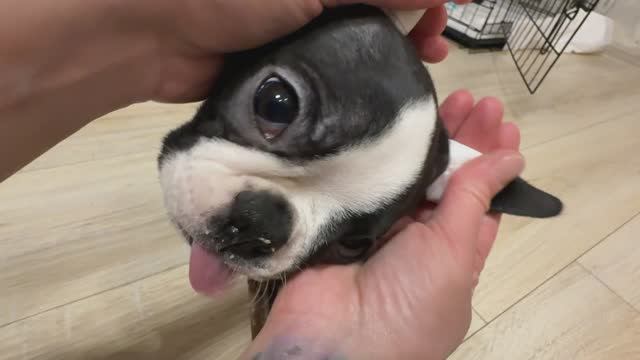 Мотаем ушки Тайсону) Бостон терьер, один из вариантов заматывания, животные смешные собаки уход смотреть онлайн