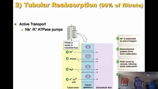 Renal Physiology смотреть онлайн