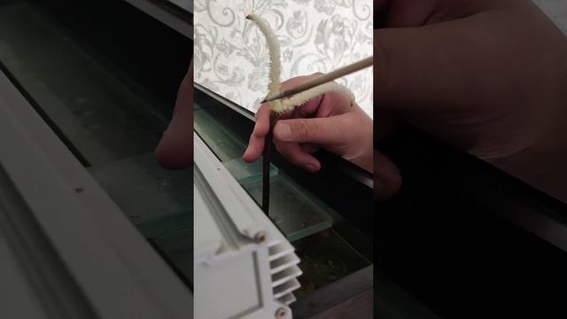 Опыление Апоногетон Мадагаскарский.   #увирандра #апоногетон