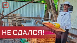 Подросток из с.Нечаевка с 12 лет занимается пчеловодством