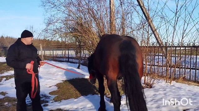 ЛОШАДИ🐎 ЖЕРЕБЕЦ ВЕРЕСК ТЯЖЕЛОВОЗ НА ПРОДАЖУ💪НЕСВИЖСКИ МАЕНТАК смотреть онлайн