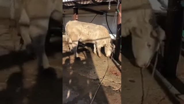 Шароле смотреть онлайн