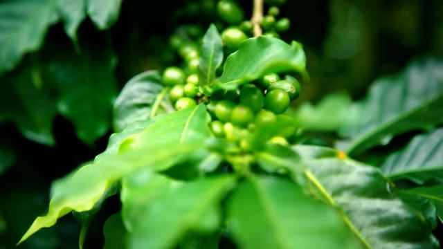 Café San Alberto (Cultivo) смотреть онлайн