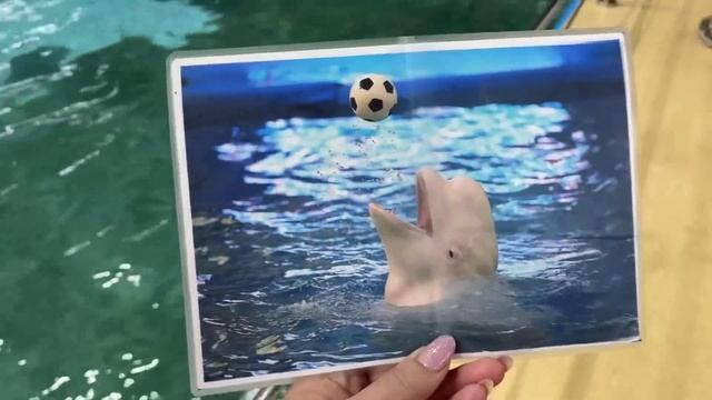 Ярославль/Дельфинарий/Выиграли приз смотреть онлайн