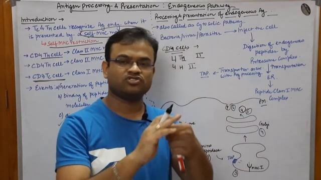 Immunology Part 6: Endogeneous pathway of Antigen processing and Presentation (CYTOSOLIC PATHWAY) смотреть онлайн