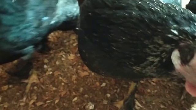 УТКИ ЗАЖРАЛИСЬ. КУР МУЧАЕТ ЖАЖДА смотреть онлайн