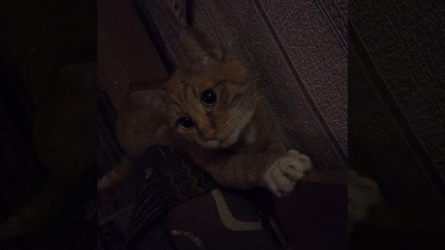 Персик-Персей 🍑