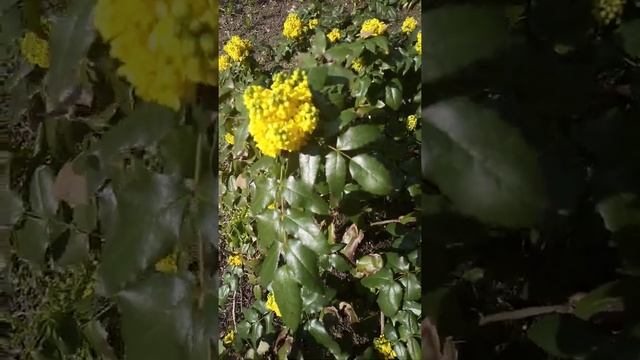 Вечнозелёный куст 🌿 смотреть онлайн
