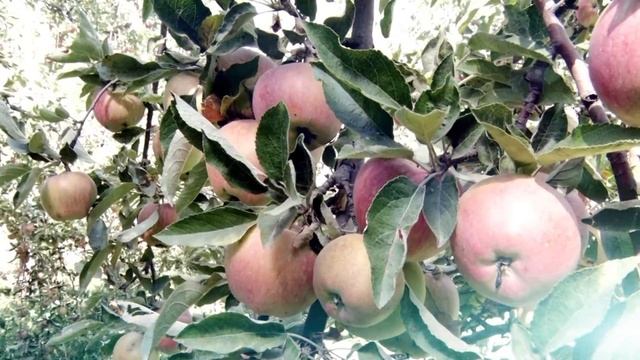 Ош Пирим Тан Нуру Ноокатта алма быша баштады 22.09.16. #ОшПирим смотреть онлайн