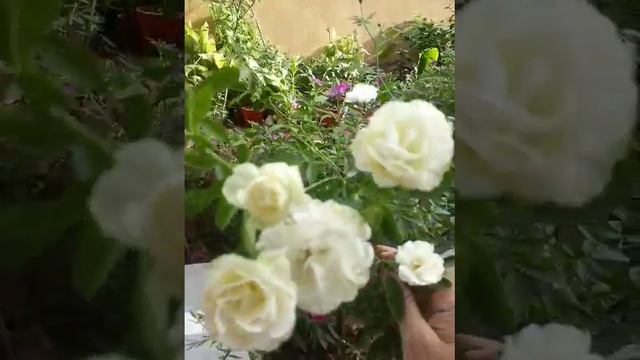 how to grow white Rose and how to make homemade fartilizer смотреть онлайн