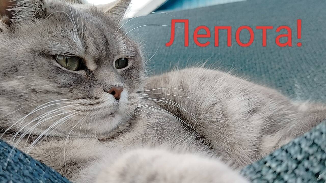 Лепота!Кому на юге жить хорошо.Домой не загонишь. смотреть онлайн