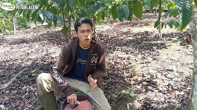 Cara aplikasi pupuk Phonska agar kopi berbuah lebat//petani alam смотреть онлайн
