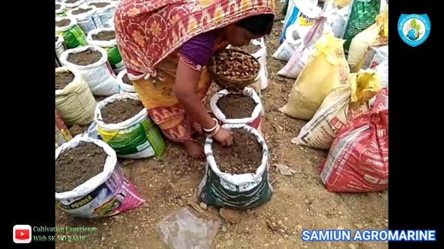 Ginger Cultivation in Cement Bag Full Training by SK MD RAFIK | High Profit Cultivation In India смотреть онлайн
