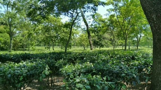 | Dhekiajuli Tea-Estate | смотреть онлайн