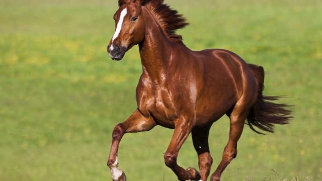 💥Цыганская песня 2020💥 "Рушнички"💥 смотреть онлайн