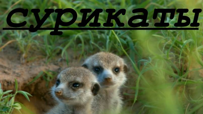 Сурикаты. смотреть онлайн