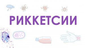 Риккетсии - микробиология