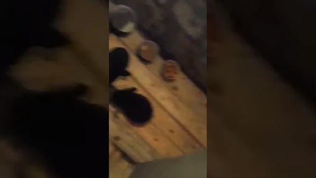 Зайчик VS змей смотреть онлайн