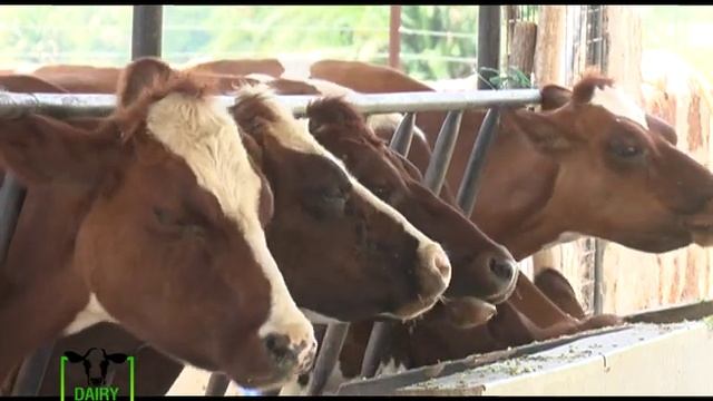 Farm Manager with tips on how to get maximum production from dairy farming - Kakamega part 2 смотреть онлайн