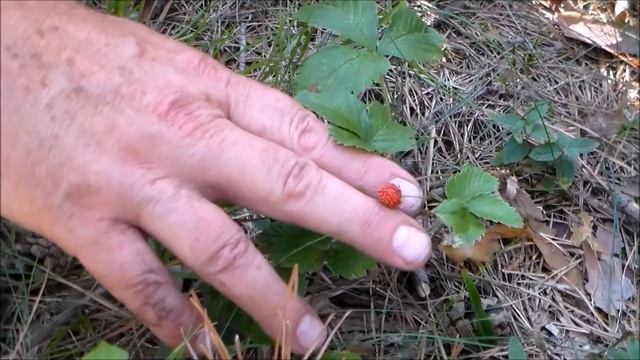 земляника смотреть онлайн