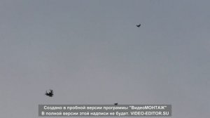 Серпастые голуби