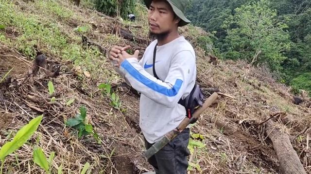 #ArabikaBarazil #Sapit Proses Penanaman Arabika Pola Tanam Brazil, Rapat dan tanpa naungan Part 3 смотреть онлайн