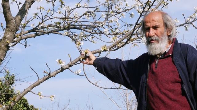 Η Φυσική Καλλιέργεια με τον Παναγιώτη Μανίκη (ΜΕΡΟΣ 7ο: Η Κερασιά) смотреть онлайн