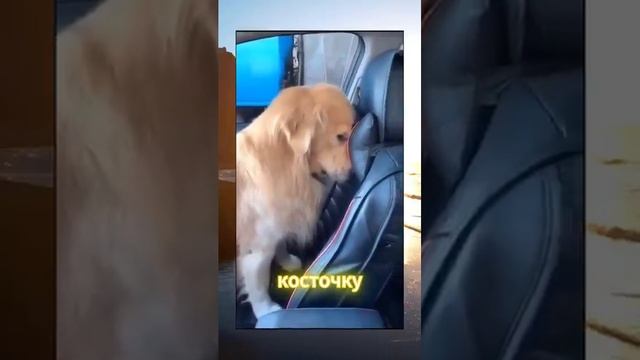 Смешные видео _ Смешные коты _ Приколы с животными _ Вирусные видео _ С ОЗВУЧКОЙ _ #cat #trending смотреть онлайн