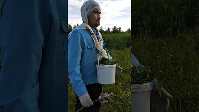 Сбор иван-чая на Урале смотреть онлайн