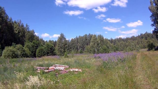 Иван-чай и бабочка смотреть онлайн