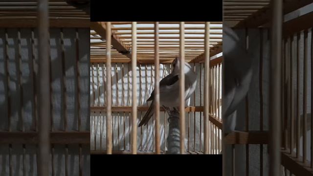 Nightingale Hafiz Соловей Hafiz Bulbul Ruiseñor The Best Birds Of Jakhangir He Is From Samarkand