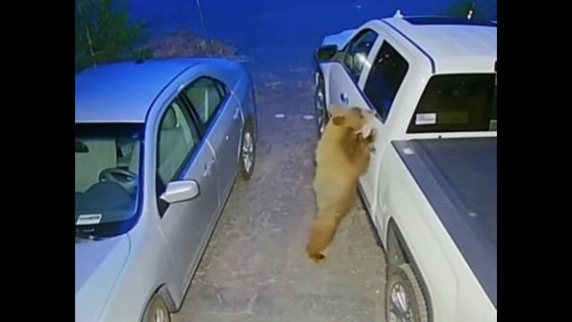 Series nature: smart bear смотреть онлайн