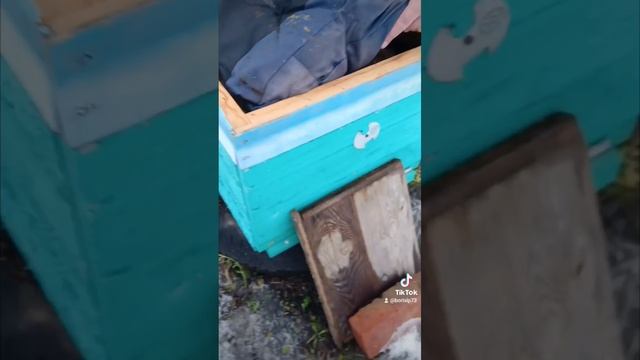 Роёк зимует на улице 🐝❄️ смотреть онлайн