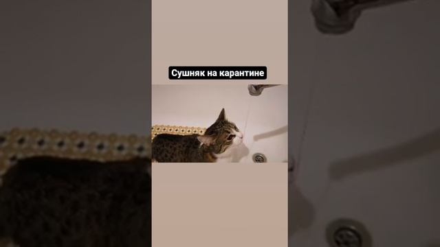 Что делать на карантине (смешная киса) смотреть онлайн