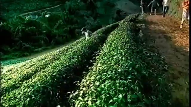 Reklama Lipton Ice Tea 2006 смотреть онлайн
