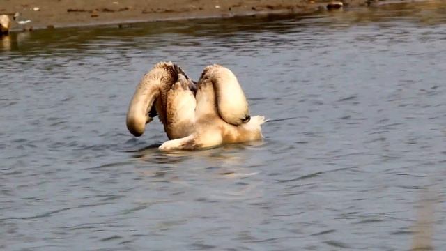 Great White Pelican (Pelecanus onocrotalus) - Cyprus смотреть онлайн