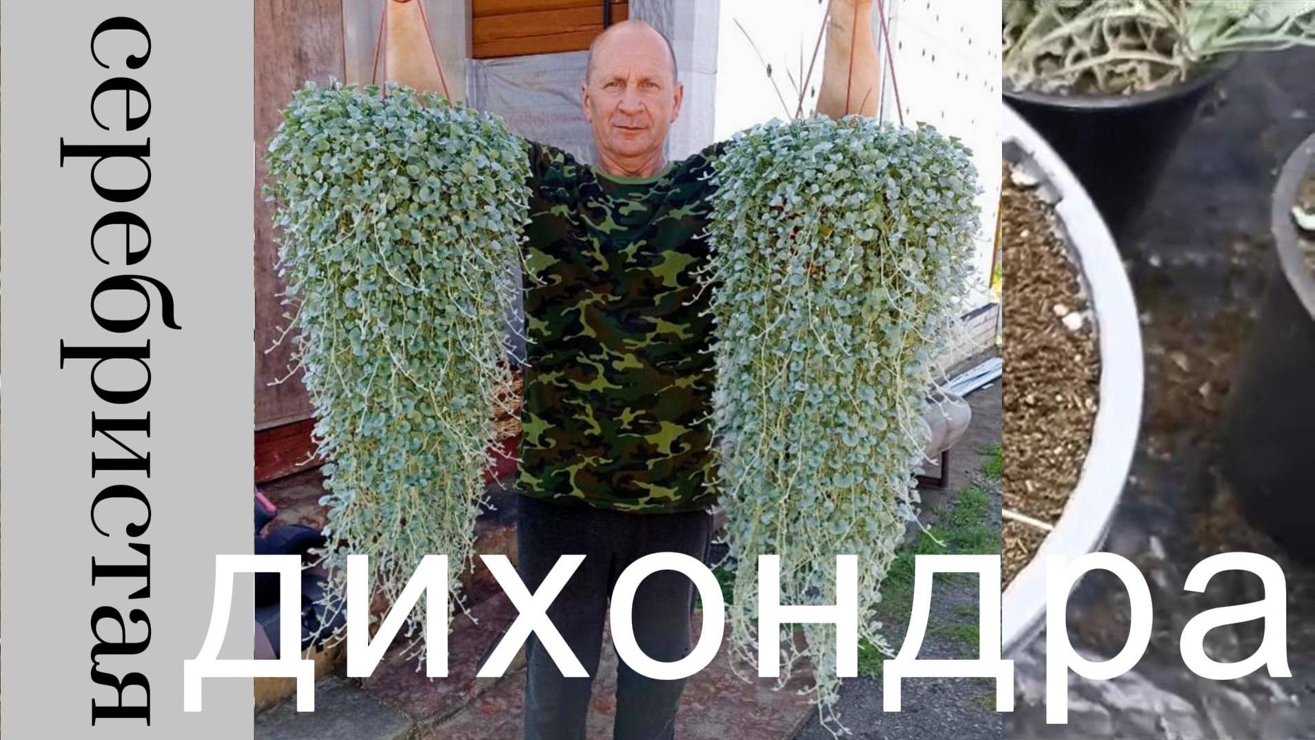 Дихондра серебристая смотреть онлайн