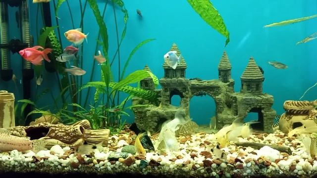 Aquarium АКВАРИУМ новые обитатели 1часть смотреть онлайн