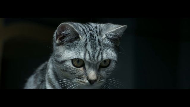 WHISKAS® Curiosity: Brush (ENG) смотреть онлайн