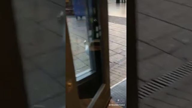 Чайки воруют еду смотреть онлайн