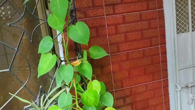 My Lovely Green Garden | Garden Overview | Hindi/Urdu смотреть онлайн