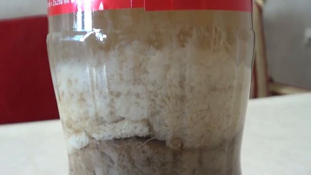Experiment, Milk Vs Coca-Cola. Эксперимент, молоко против Coca-Cola.