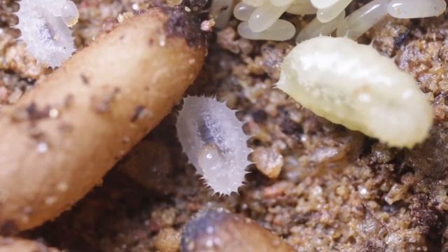 Odontoponera denticulata | This Week's Highlights #47 смотреть онлайн