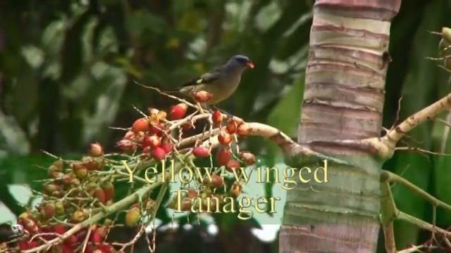 "The Birds of Belize" DVD, Second half of Version 7, with 264 species in total on the DVD смотреть онлайн