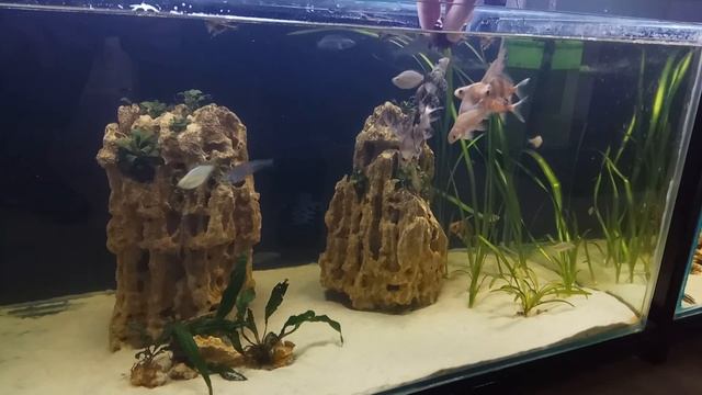 Кушаем смотреть онлайн